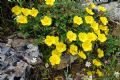 Helianthemum croceum